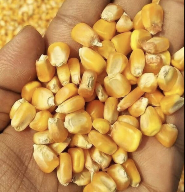 Maize